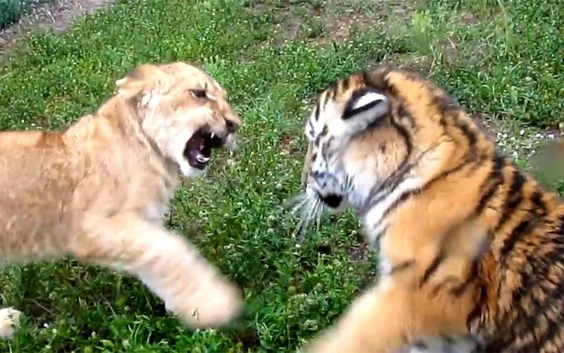 小狮子和小老虎打架,互相扇得怀疑人生,条纹的果然不好惹!
