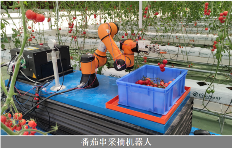番茄串采收机器人