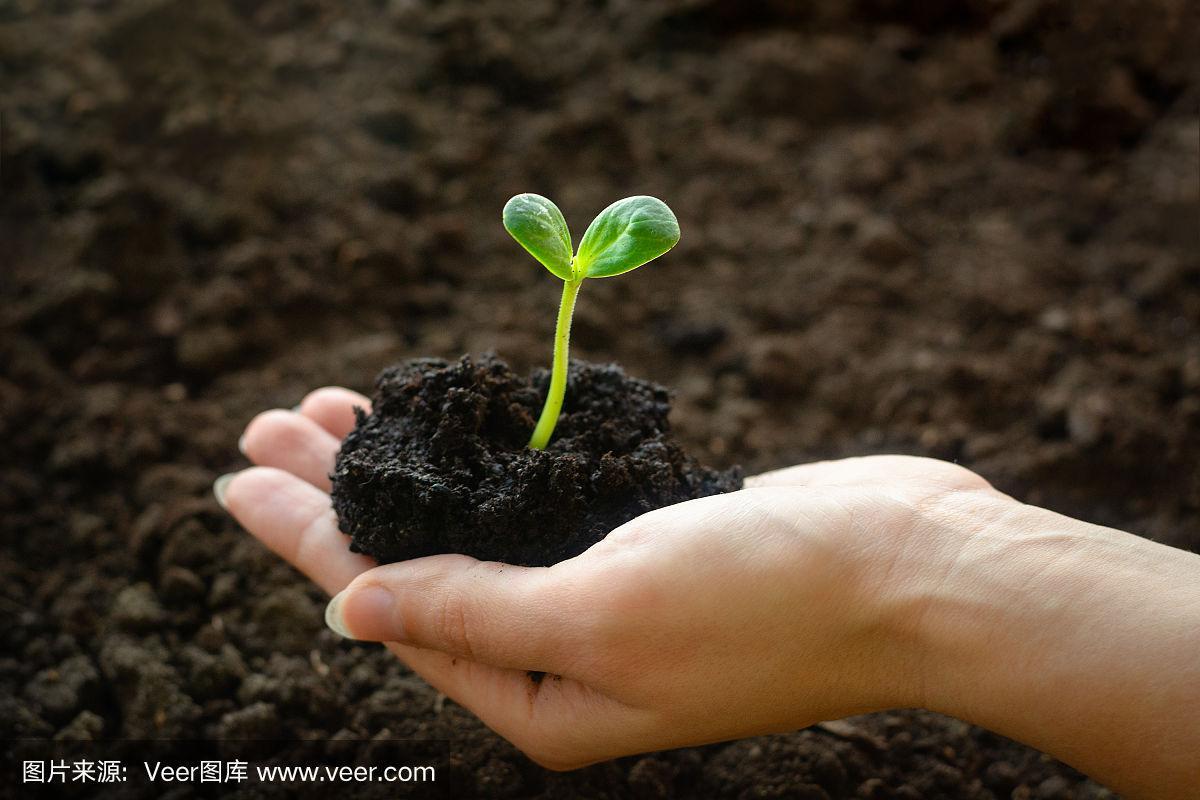 小绿芽在手中背衬着土壤.季节性农业工作.