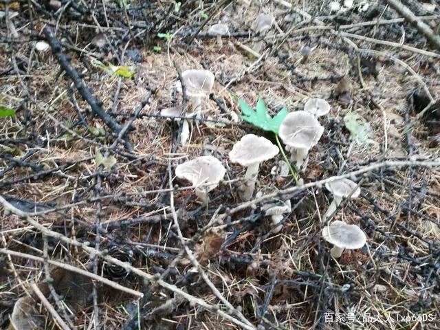这是东北小松树林里长的蘑菇,都叫它灰蘑!