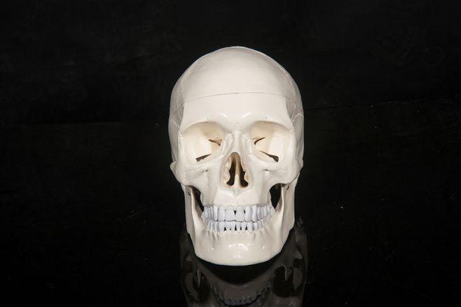 美术医用艺用最标准彩色分区骷髅头头骨头颅骨标本模型 头骨标本