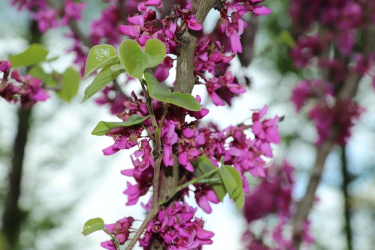 紫荆树在树干上开花的树