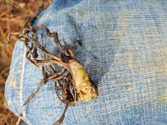 重楼种植技术|雨季根腐病防治方法(2)栽种时选无病和无损伤的根茎,或