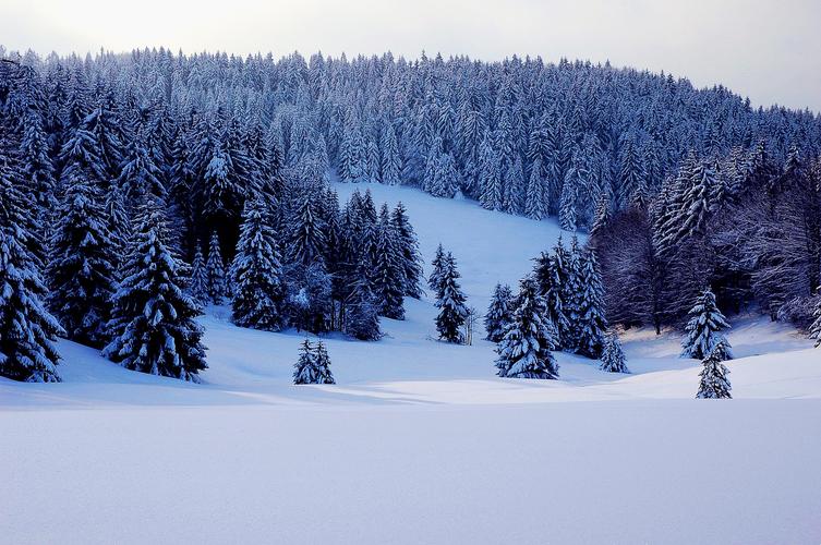 冬天,感冒,雪,森林,雪天空,弗罗斯特,晶体