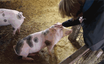 猪场蓝耳越发不稳定,并引起了母猪无乳和保育猪残次增加等系列问题