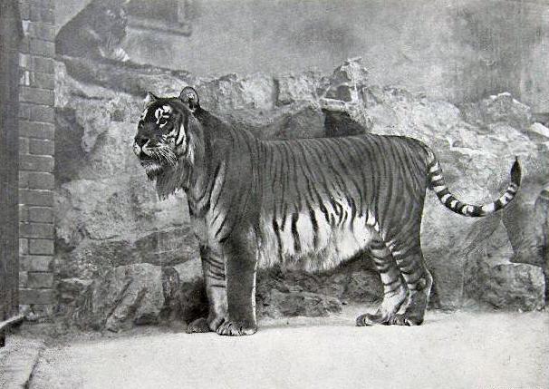 caspian tiger - panthera tigris virgata