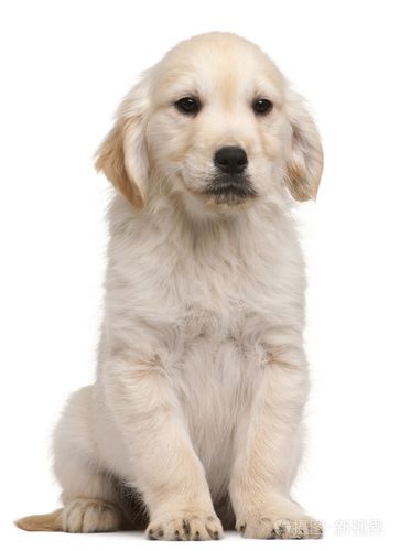 黄金猎犬的小狗,20 周老,坐在前面的白色背景