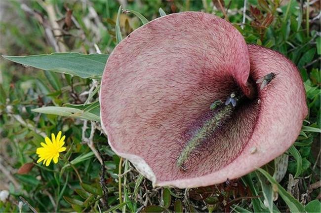 世界最臭的花排名 蝴蝶兰能把人臭晕