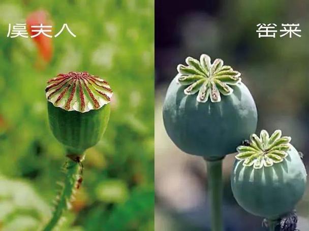 罂粟与虞美人的区别两者美丽的外表下各有不同