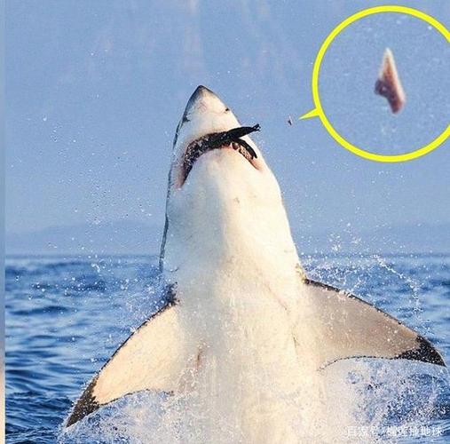 血染海面:埃及女游客被鲨鱼活活咬死!美国人却认为鲨鱼不咬人?