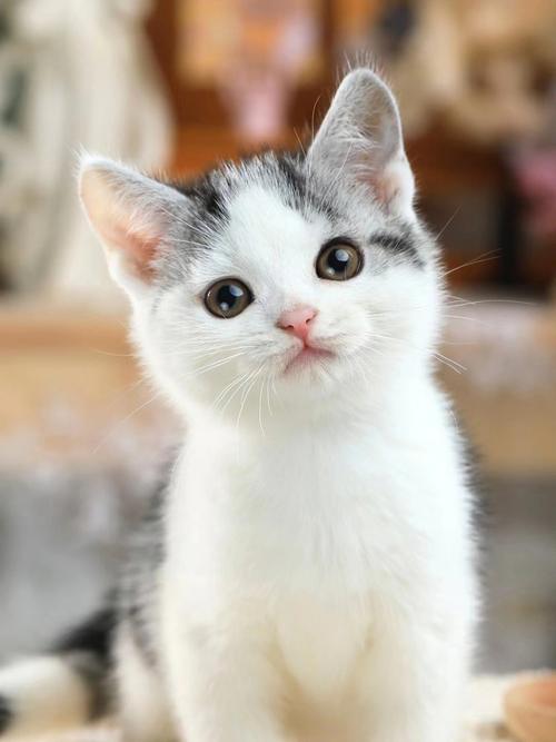 粉粉的鼻子 粉粉的脚掌超级可爱哦满背 花纹清晰 呆萌的小猫咪#昆明猫