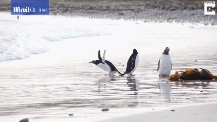 企鹅怕冷吗企鹅怕什么南美一企鹅怕冷水急忙躲避潮水视频