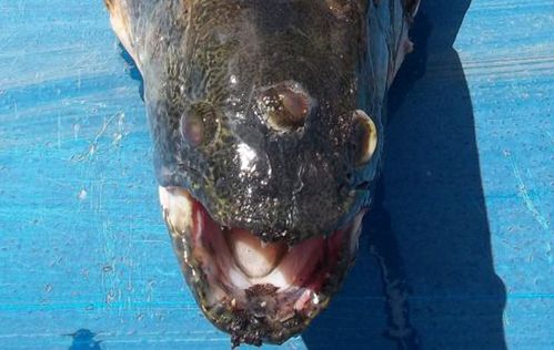 双语阅读:三只眼的鱼——核污染造成的物种变异(图)