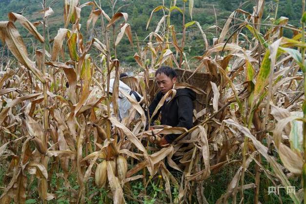 丰收进行时丨贵州纳雍玉米丰收季金黄地里采收忙