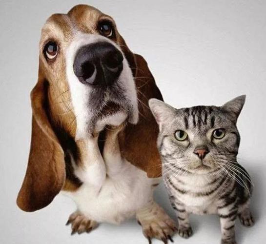 世界卫生组织辟谣没有证据显示狗猫等宠物会感染新型冠状病毒