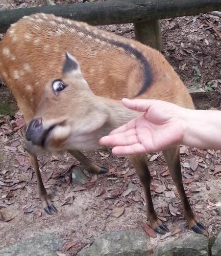 日网友奈良探鹿做漏了一件事 小鹿就露出「你不要碰我」的表情