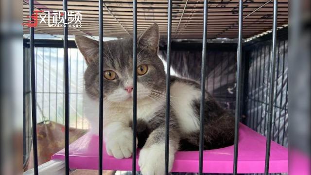 泰国警方捣毁犯罪团伙并拍卖资产其中包括六只可爱的猫咪
