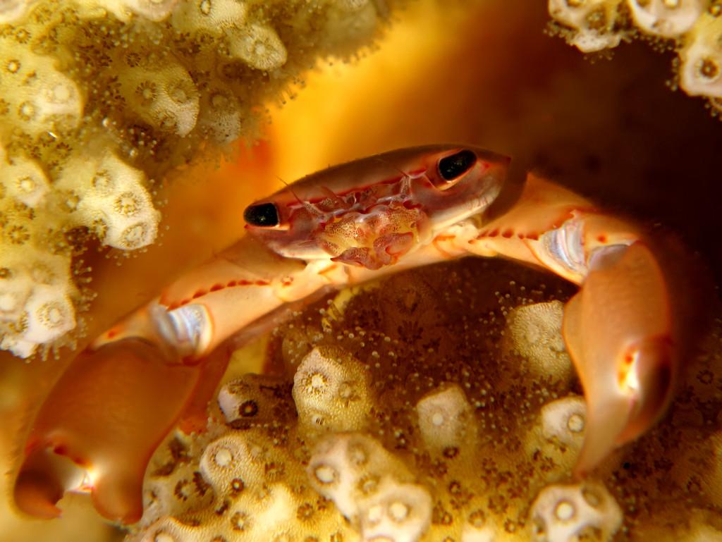 珊瑚蟹,珊瑚蟹.在沙姆沙伊赫在红海中采取.