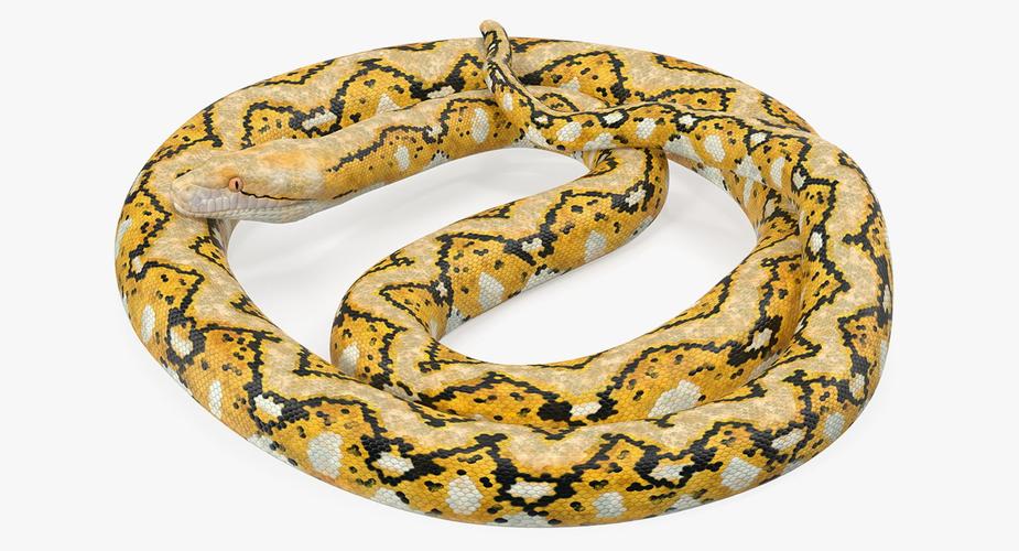 黄色python蛇卷曲的姿势3d模型