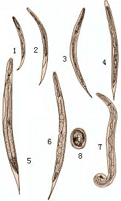 病原为兰氏类圆线虫,寄生于猪的小肠粘膜内.