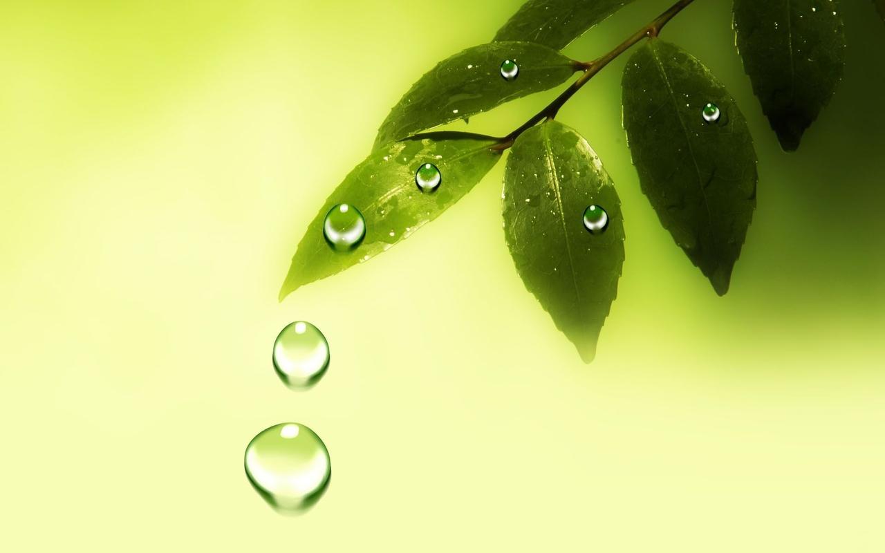 绿色树叶上的小水滴高清电脑桌面壁纸