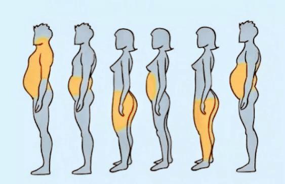 人体脂肪是如何堆积的怎样才能排出多余的脂肪