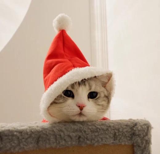 猫咪头像 圣诞帽