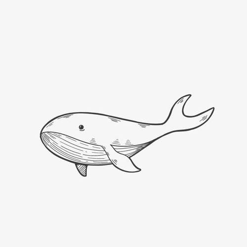 鲸鱼简笔画 鲸鱼简笔画黑白 - 水彩迷