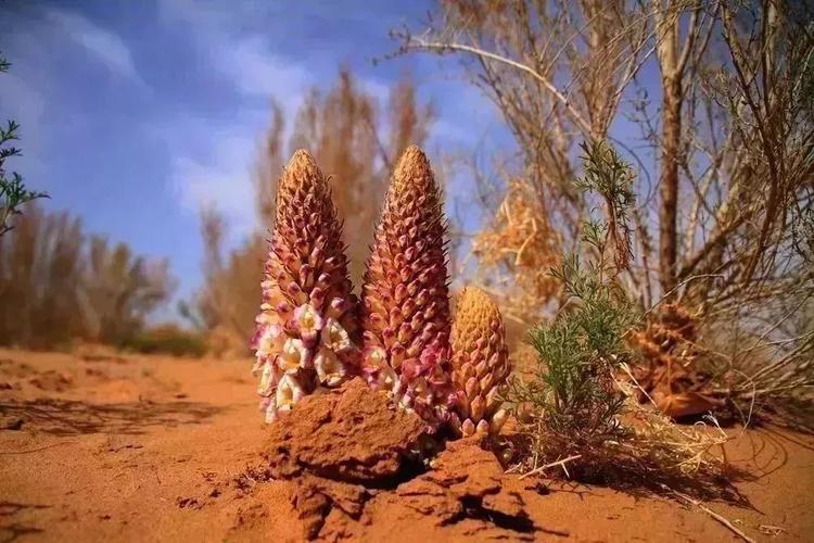 沙漠树木梭梭可在地温高达60余摄氏度的炎夏和零下42摄氏度的严冬里
