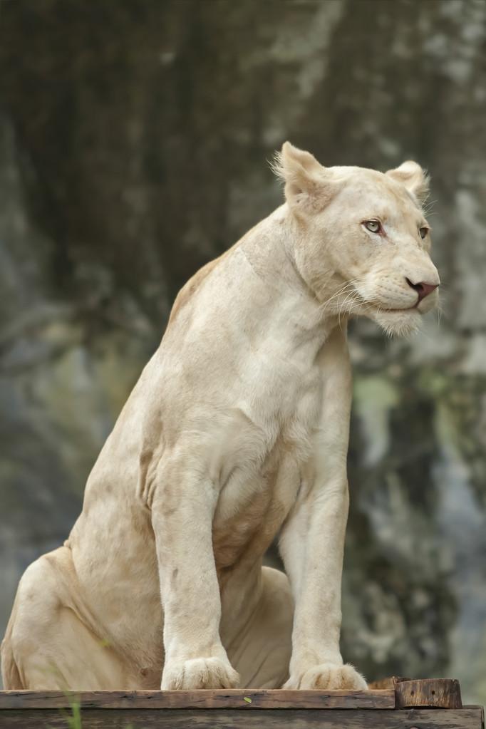 白狮子,在泰国的白狮子