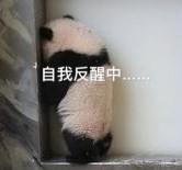 行了你别说了我懂了熊猫头流泪表情包别说流泪熊猫表情