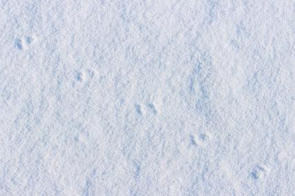 老鼠脚印一只小老鼠在冬天白雪上的痕迹照片