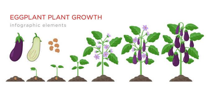 在白色背景上分离的植物上, 从种子到成熟蔬菜的茄子生长过程.
