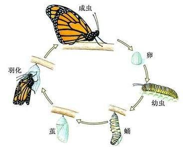 蝴蝶如何破茧成蝶