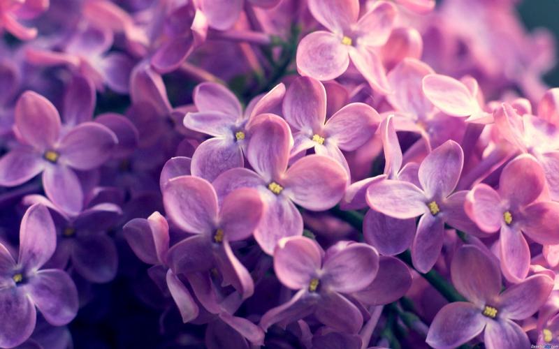 唯美意境淡雅紫色丁香花高清特写桌面壁纸(一)