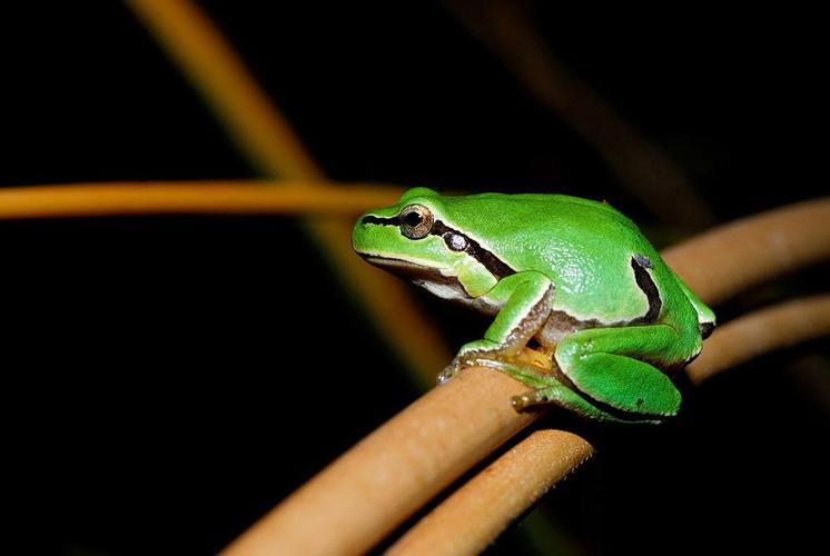 p>树蛙,无尾目树蛙科的1属,体多细长而扁,后肢长,吸盘大,指,趾间有