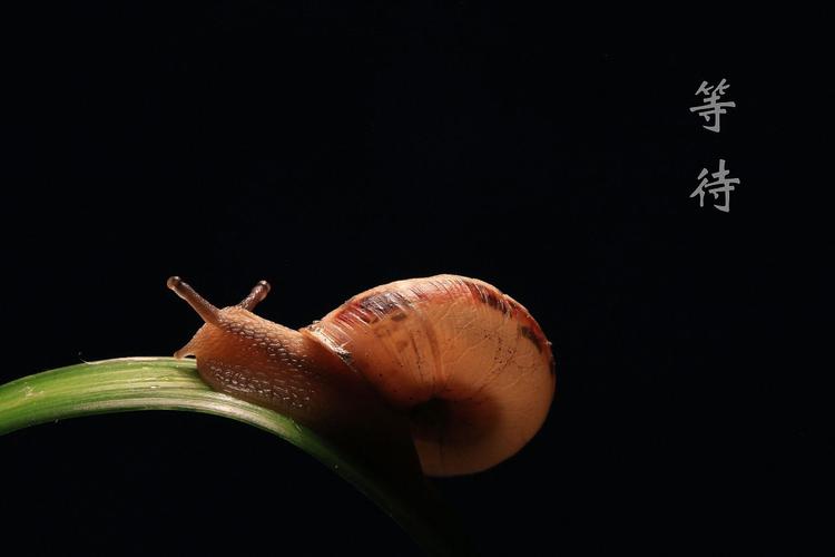 蜗牛的爱情故事