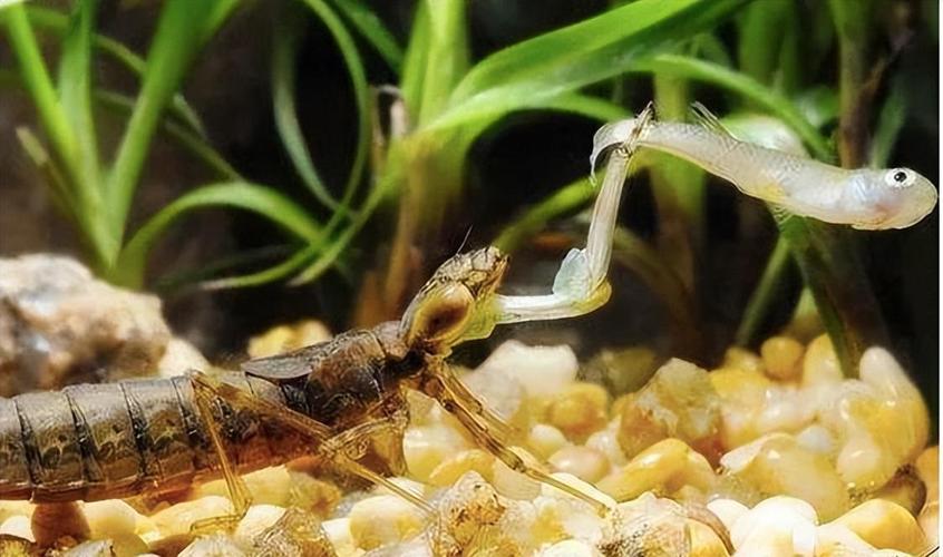 令人没想到的是,水虿居然是蜻蜓的幼虫时期.