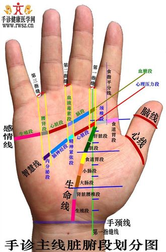 下图打阴影部分为减肥区,在祖国医学中认为,手掌每个区域都是和
