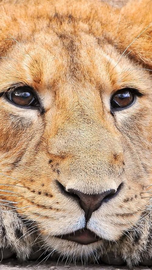 狮子脸前视图,眼睛,鼻子 640x1136 iphone 5/5s/5c/se 壁纸,图片,背景