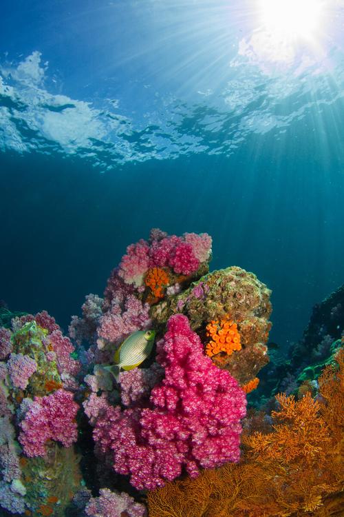 唯美漂亮的海底里珊瑚1