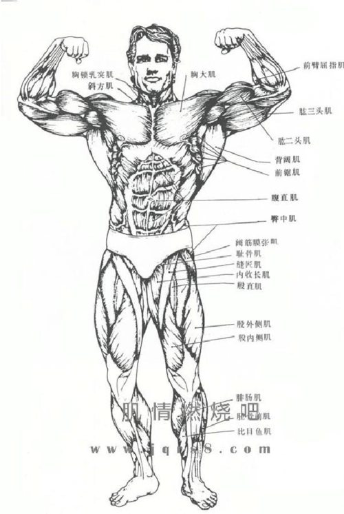 人体肌肉图简笔画
