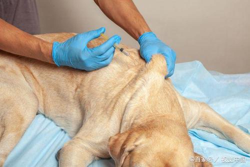 狗狗注射疫苗很简单主人就可以操作?如何正确注射疫苗