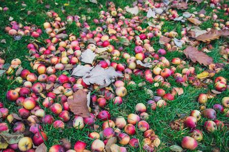 苹果树下草地上的红苹果.秋天的背景--花园里绿草地上掉落的红苹果.