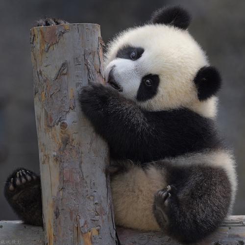 《熊猫先生》 陈泓钦