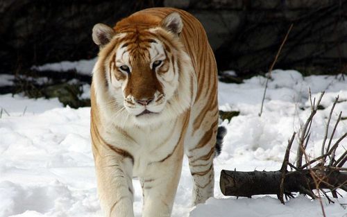 勇猛的老虎-动物世界系列壁纸