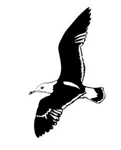 海鸥飞在白色背景上的矢量剪影不同的海鸟颜色平的偶像放置海产食品