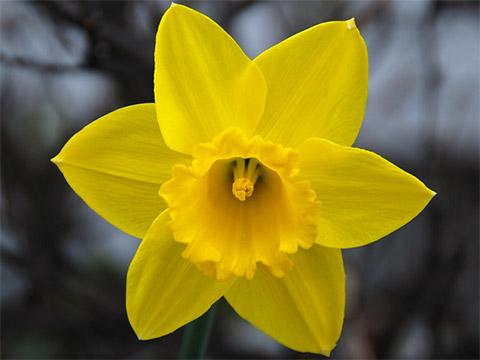 英国四朵国花 你知道黄水仙是什么吗?