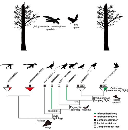 鸟类飞翔起源新解滑翔捕食性恐龙的捕食压力为其提供了进化动力