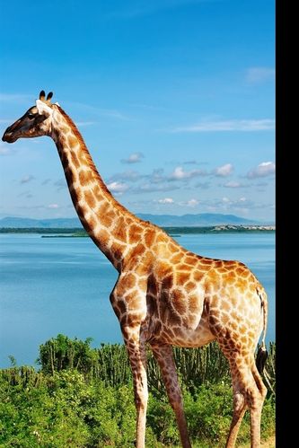 长颈鹿在尼罗河侧非洲iphone壁纸